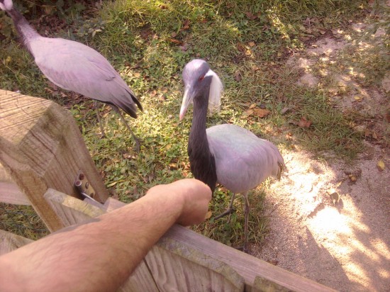 Demoiselle Cranes My husband feeds a demoiselle crane at Sylvan Heights Waterfowl Park.