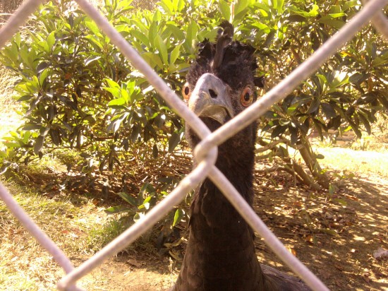 Currasow A black currasow looks at us through a chainlink fence.