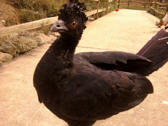 Currasow Take 2 The currasow poses for a picture