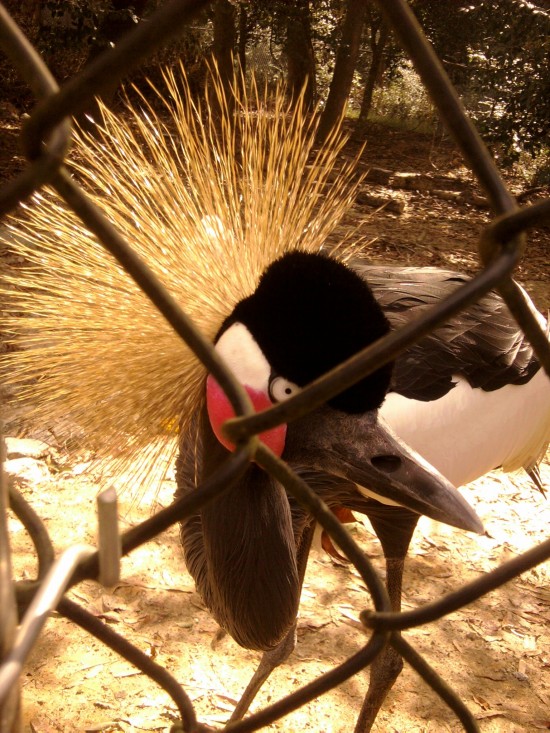 Crowned Crane A Crowned Crane