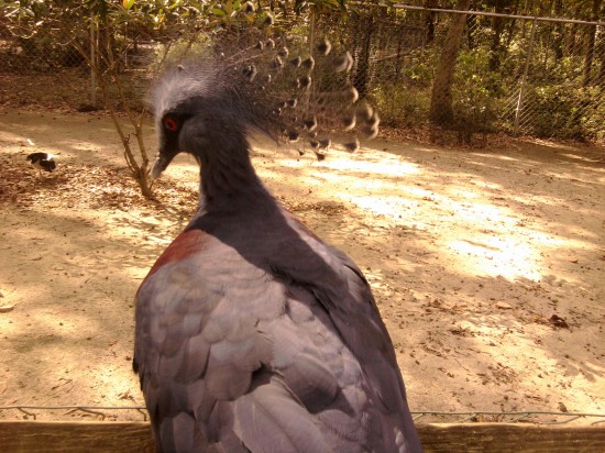 Victorian Crowned Pigeon Victorian Crowned Pigeon