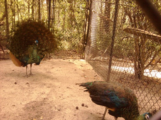Green Peacocks A male and female green peacock